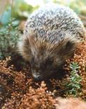 Igel im Herbst