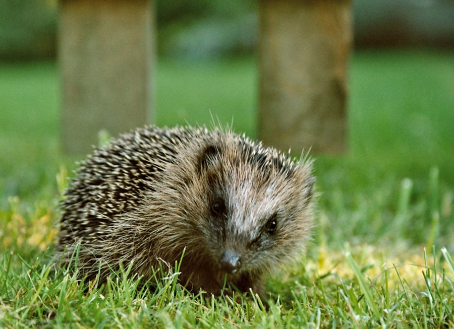 So helfen Sie dem Igel richtig Bund Naturschutz