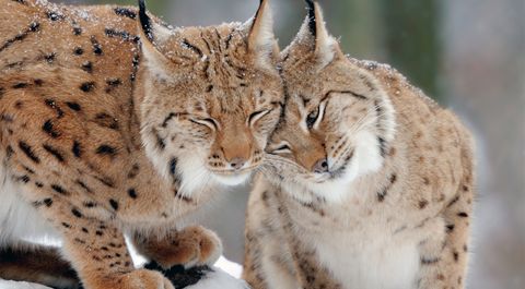 Schmusende Luchse im Schnee
