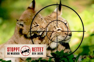 BUND Naturschutz: Stoppt die Wilderer, rettet den Luchs!