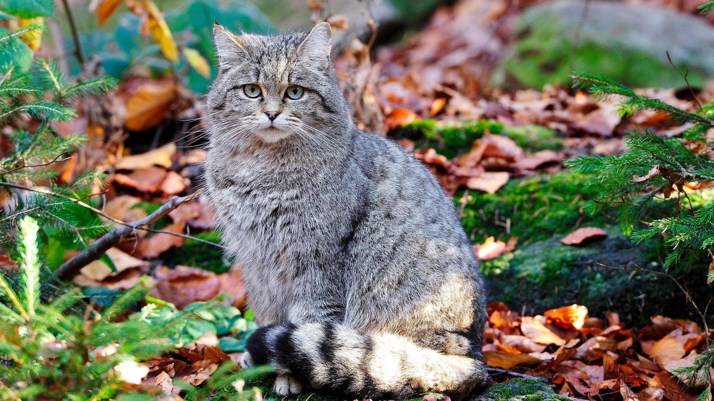 Trotz großer Ähnlichkeiten: Die Wildkatze ist nicht mit unserer Hauskatze verwandt. (Foto: Xaver Klaussner/stock.adobe.com) Portrait einer Europäischen Wildkatze, die auf einem Waldboden sitzt. Europäische Wildkatzen sind keine verwilderten Hauskatzen. Sie sind echte Wildtiere und werden nicht einmal dann zahm, wenn man sie mit der Flasche aufzieht. (Foto: Xaver Klaussner/stock.adobe.com)