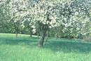 Bl�hender Baum