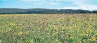 Heuwiese mit gro�em Wiesenknopf