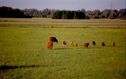 Beweidung Moos