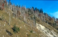 BorkenkaeferflaecheAlpenBN