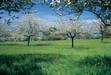 Bl�hende Streuobstwiese