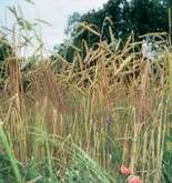 Dinkel mit bl�henden Beikr�utern