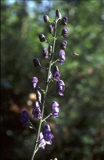 Blauer Eisenhut