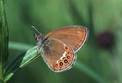 Coenonympha hero Schwaiger