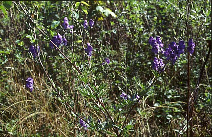 Blauer Eisenhut Bestand