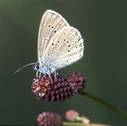 Maculinea telejus