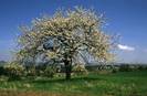 Bl�hender Baum II