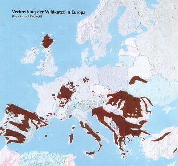 Wildkatze Verbreitung