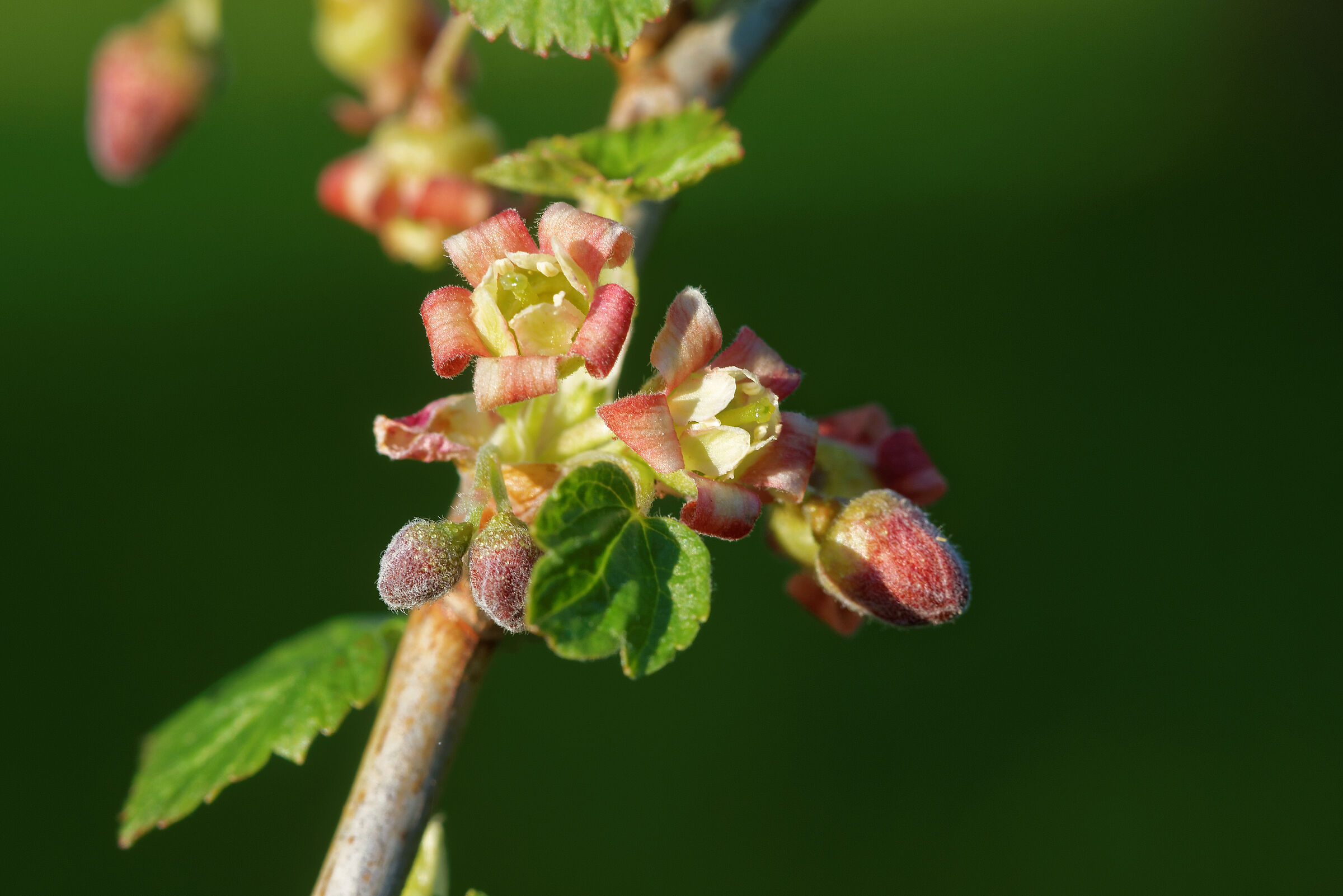 Blüten der Schwarzen Johannisbeere