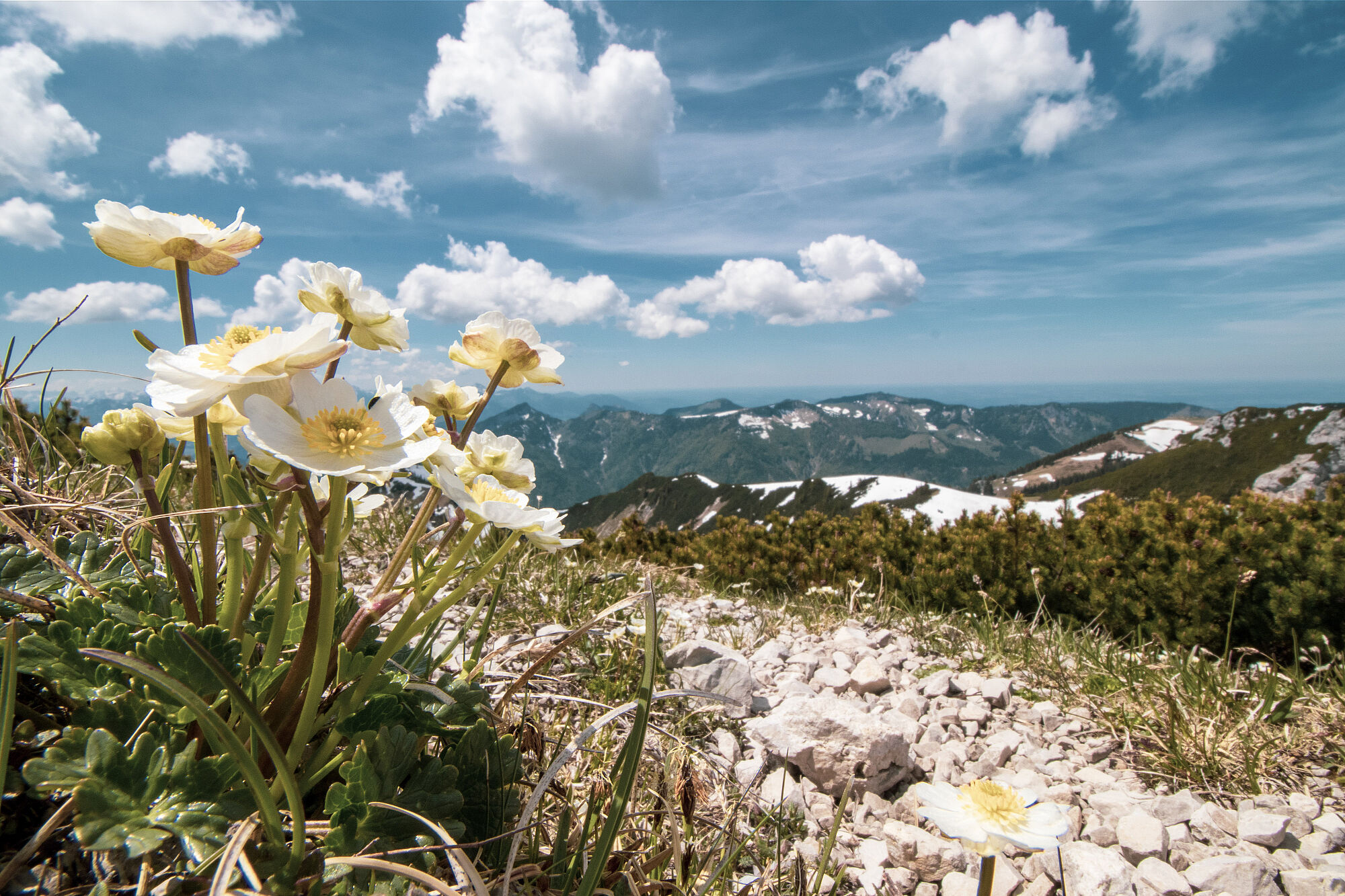 Weißgelbe Blüten auf steinigem Boden vor Bergpanorama und blauem Himmel mit einzelnen weißen Wolken