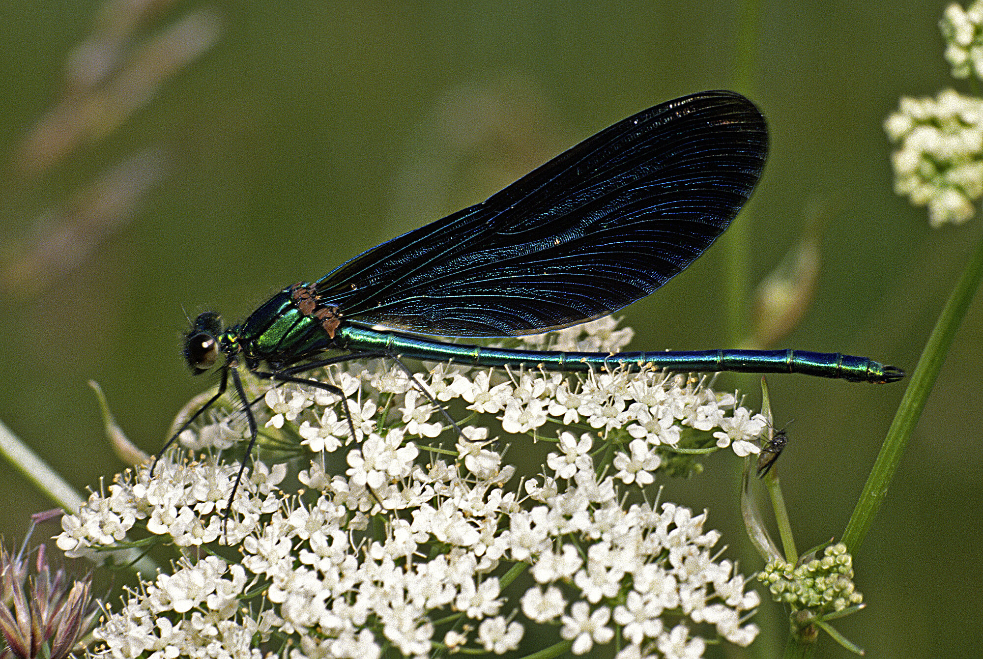 Blauflügel-Prachtlibelle (Foto: Wolfgang Willner)