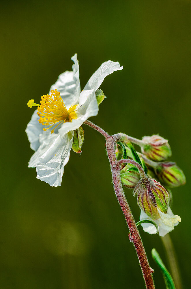 Eine weiße Blüte mit orangen Staubgefäßen