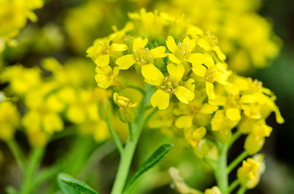 Blüte mit vielen gelben Blütenständen