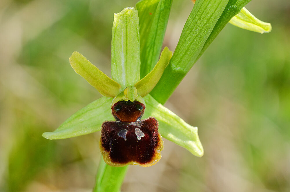 Eine Orchidee mit gelbbrauner Blüte