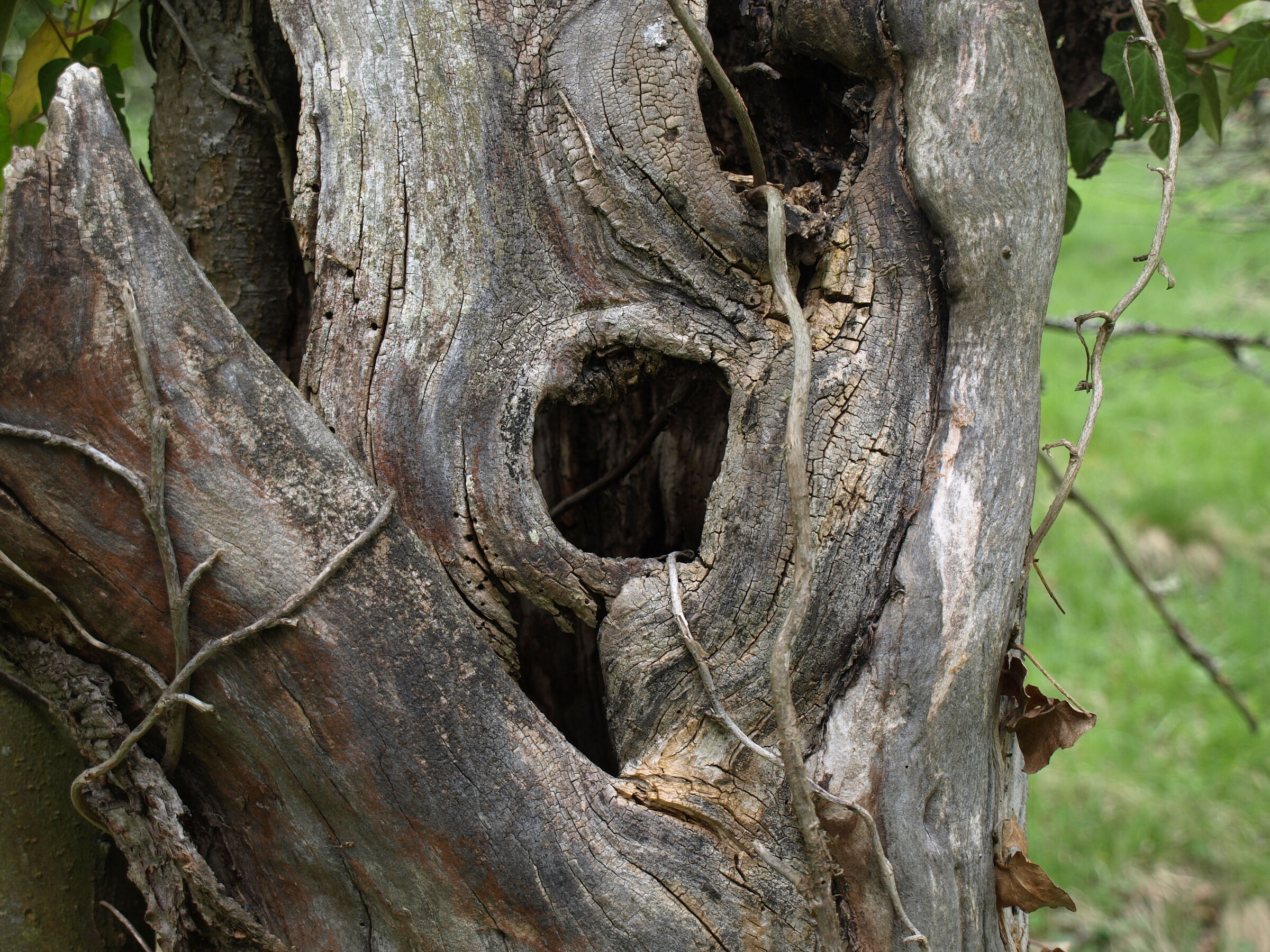 Baumhöhlen in einem toten Obstbaum ohne Rinde