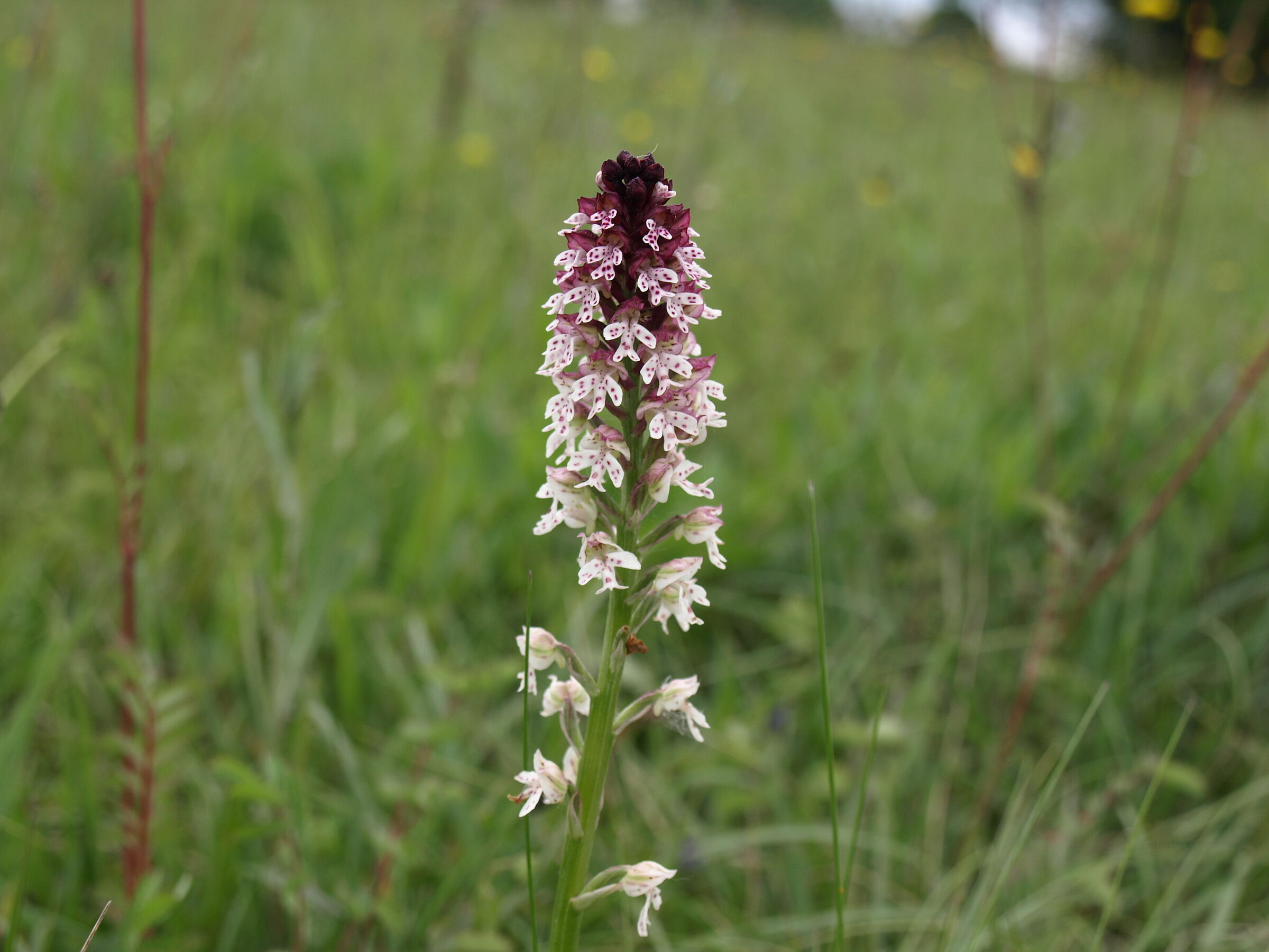 Der Blütenstand einer braunrot-weißen Orchidee