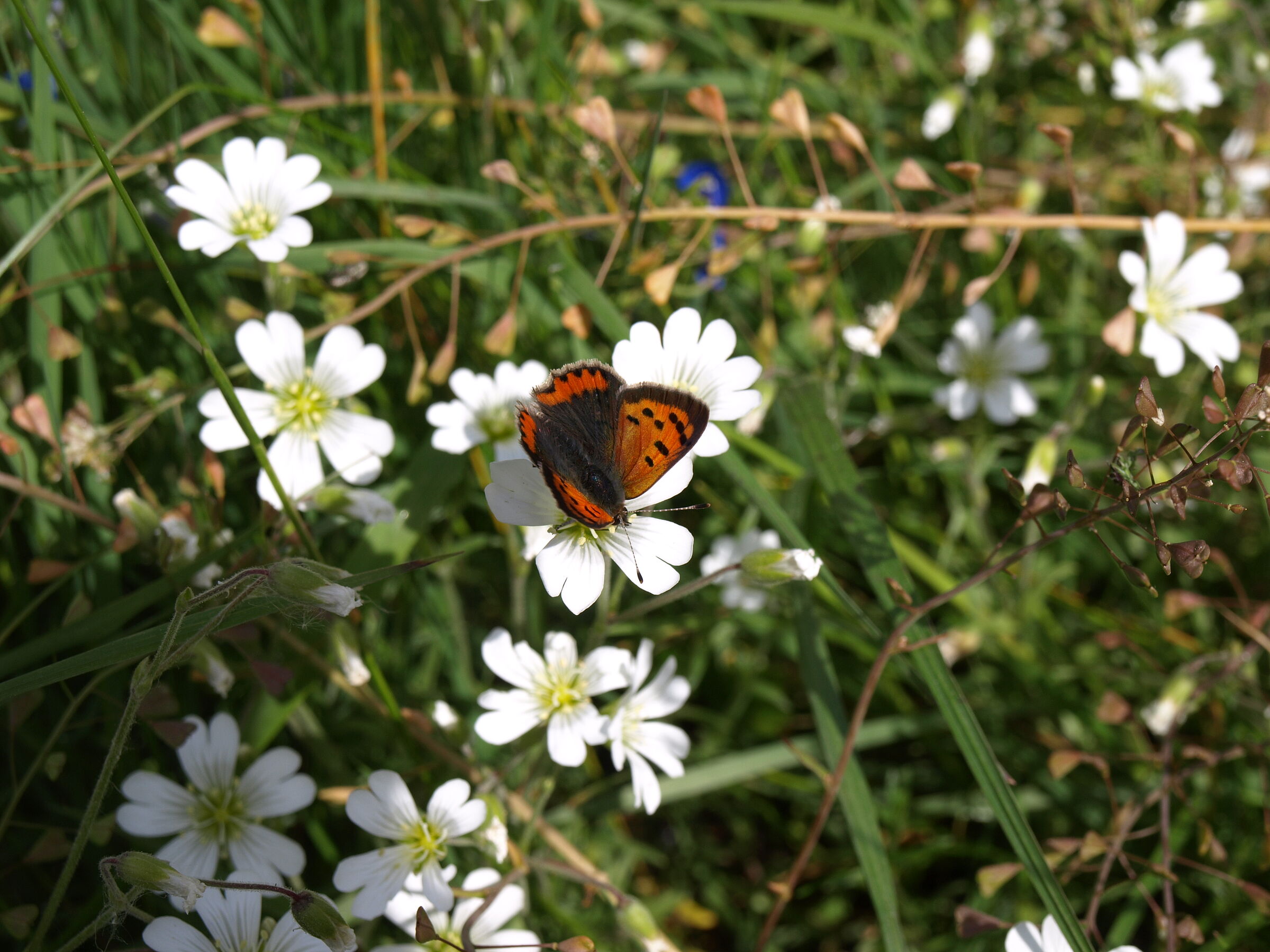Weiße Blüten und ein rot-brauner Schmetterling