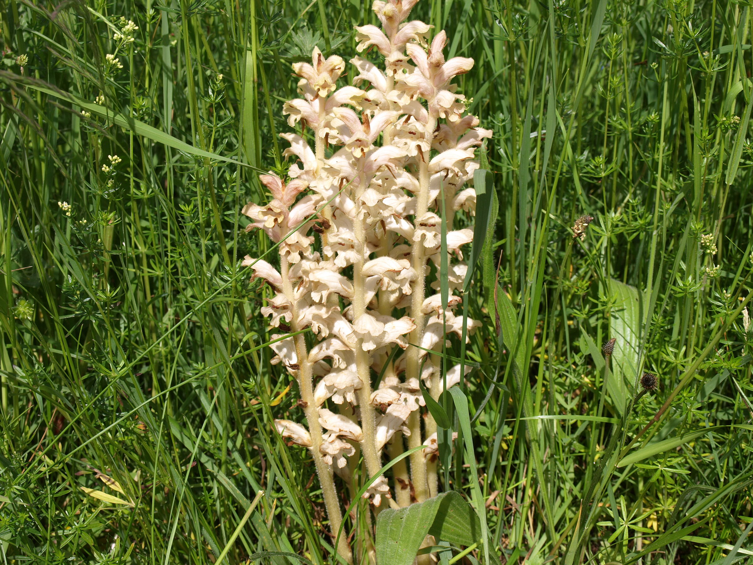 Blütenstand einer cremeweißen blütenreichen Orchidee