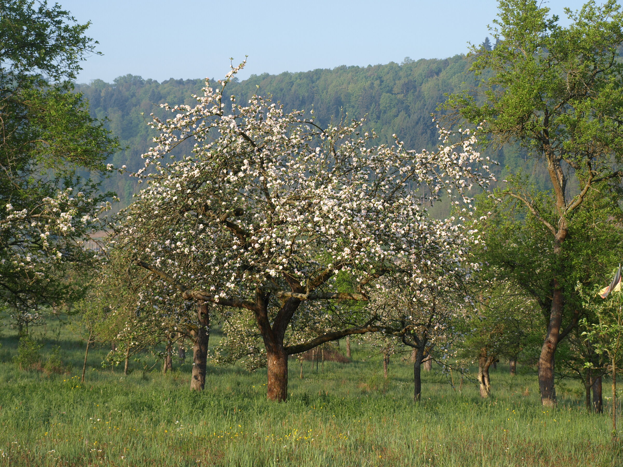 Blühender Obstbaum in einer Streuobstwiese
