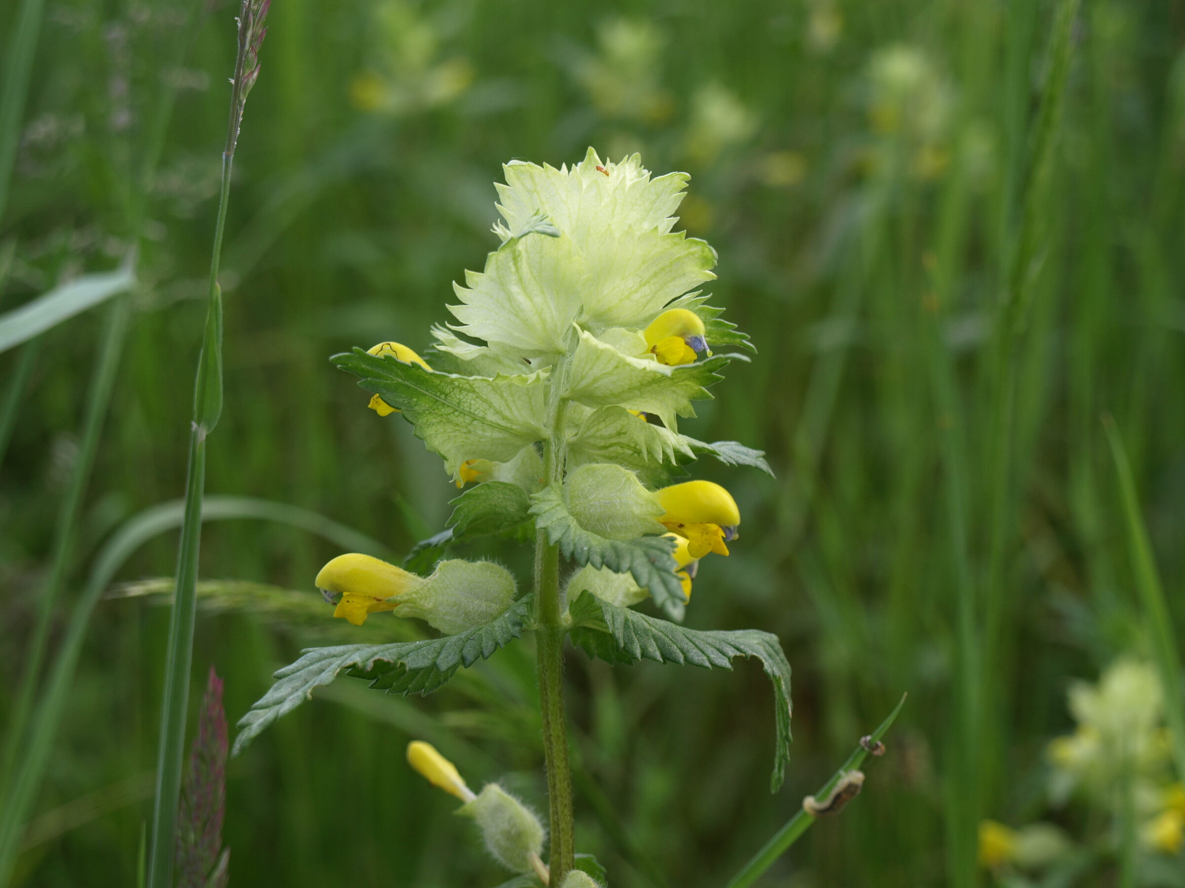 Eine weißgelbe Blüte in der Wiese