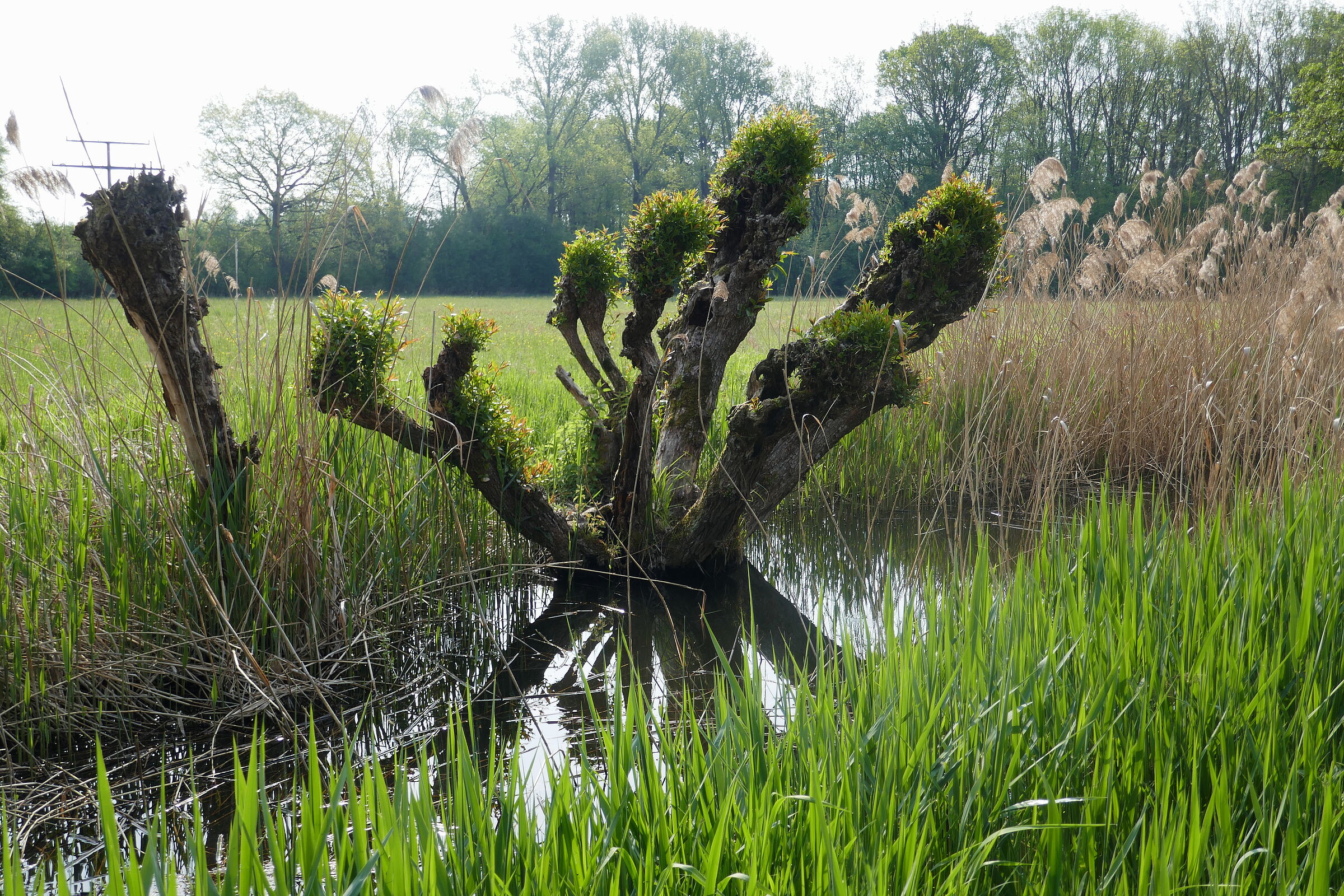 Ein Baumstumpf im Graben: Im Mainbogen bei Schwebheim darf sich die Natur entfalten. (Foto: Winfried Berner)