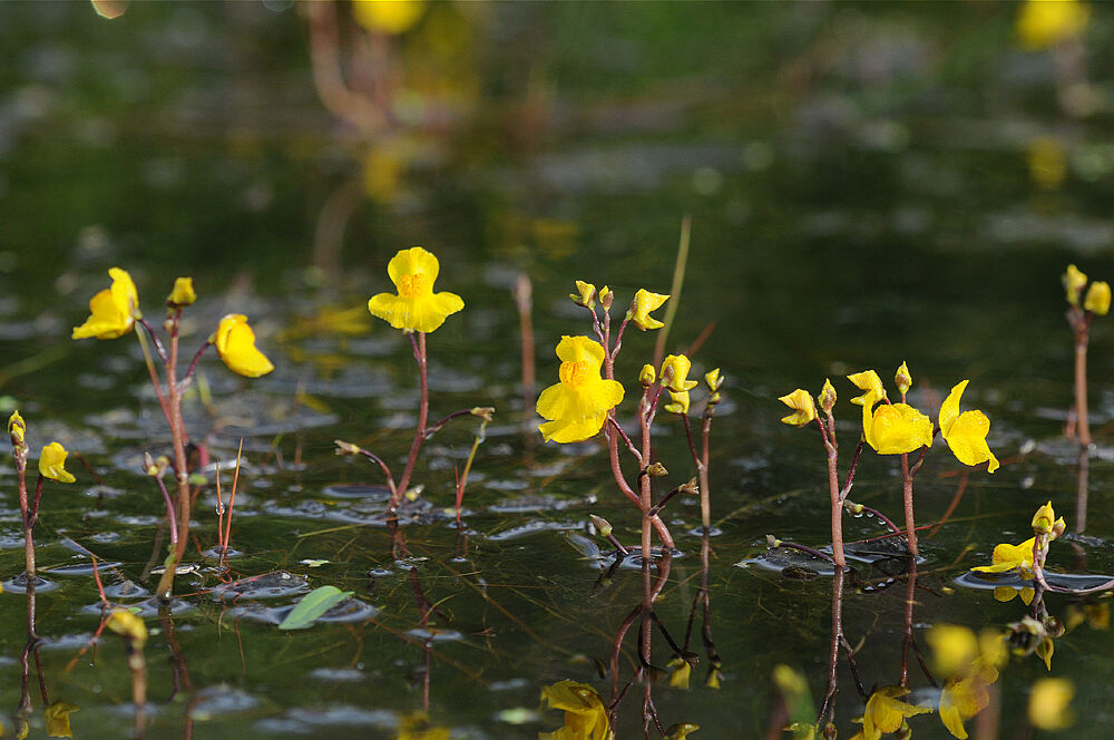 Rote Stengel mit gelben Blüten ragen aus einer Wasseroberfläche