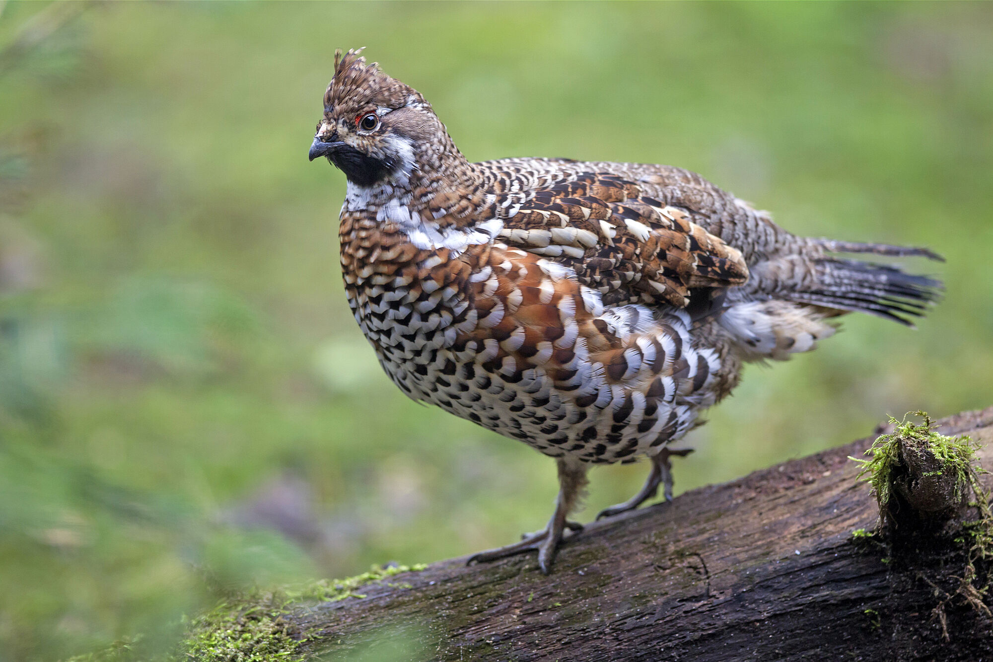 Ein braun-weiß gefleckter Hühnervogel sitzt auf einem Stück Totholz