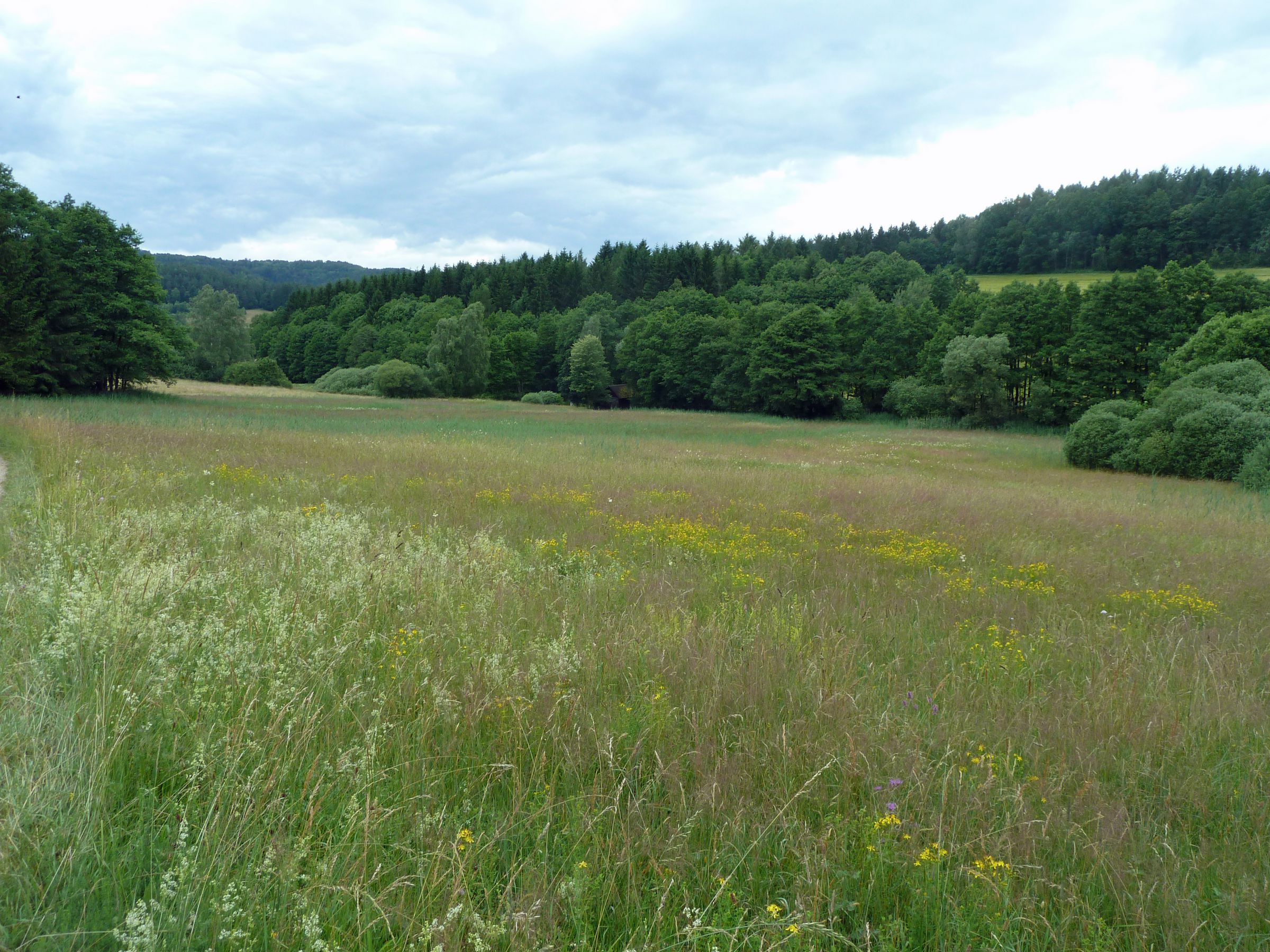 Blumenwiese im Püttlachtal