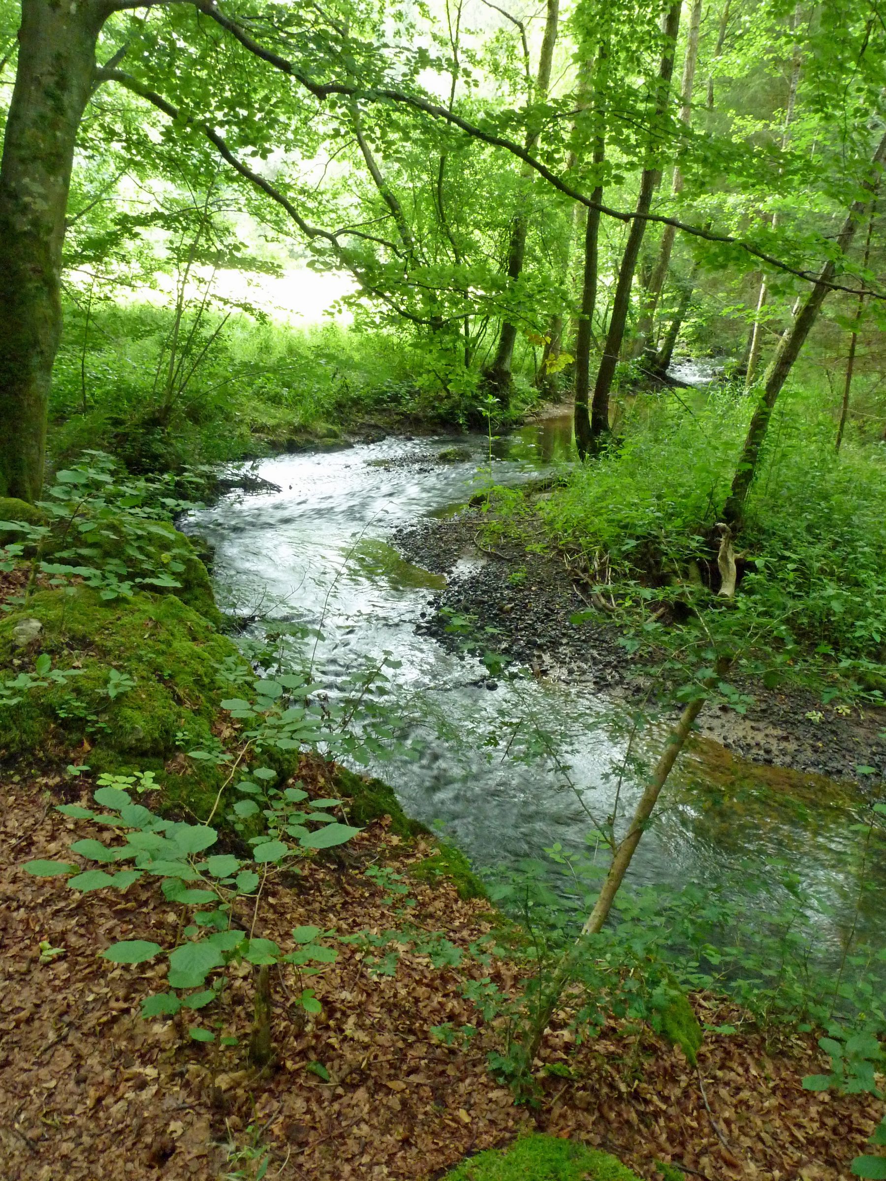 Ein Bachlauf unter Bäumen im Püttlachtal: Unterhalb des geplanten Stausees hätte die Püttlach kaum mehr Wasser geführt (Foto: Winfried Berner).