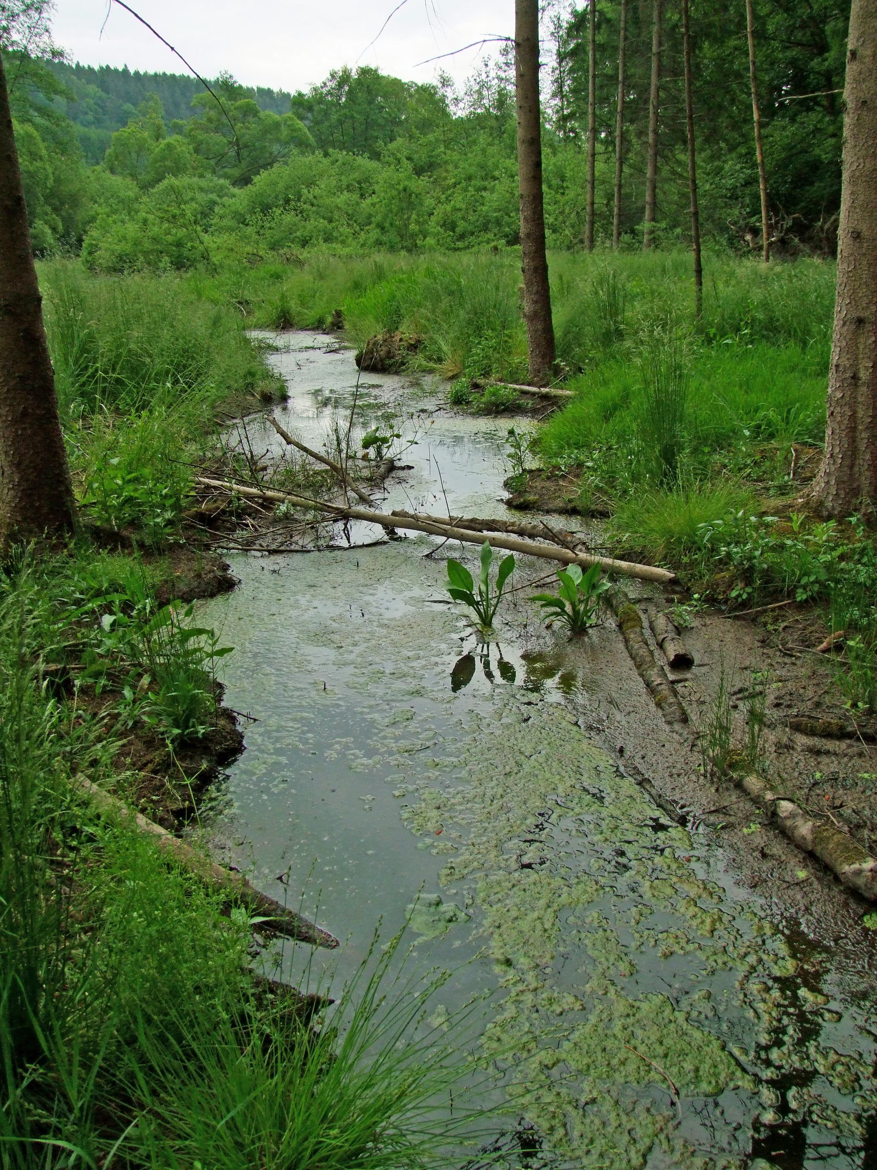 Kleines Moor im Püttlachtal