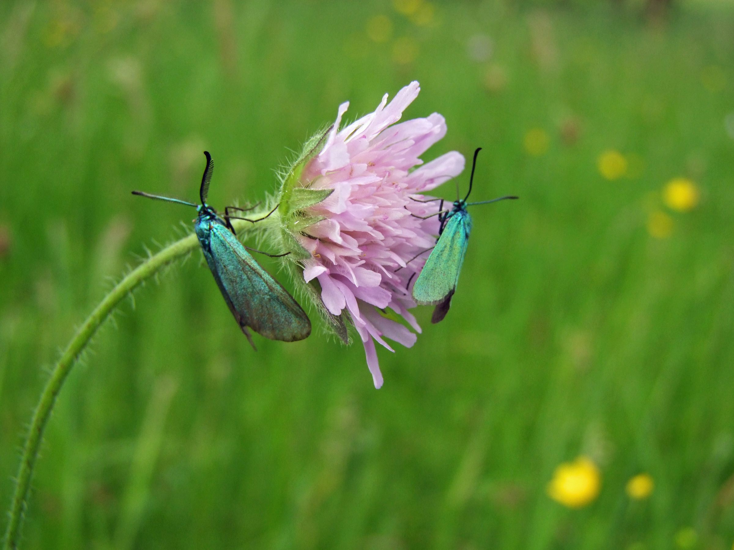 Widderchen auf Ackerwildblume im Püttlachtal