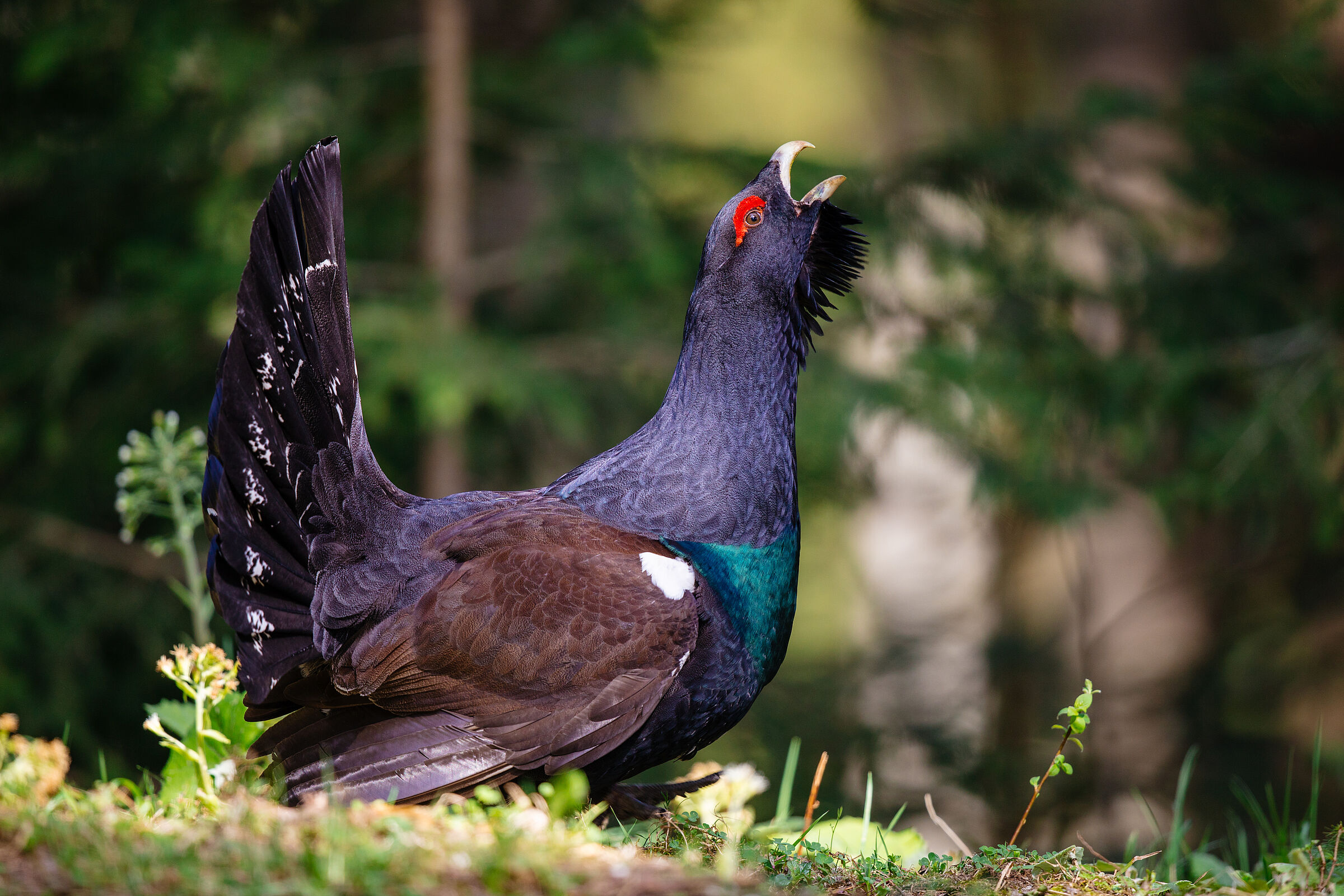 Ein krähender Auerhahn: Die Art ist vom Aussterben bedroht. Im Wald bei Rettenbach findet er eines seiner letzten Refugien (Foto: Marco/stock.adobe.com).