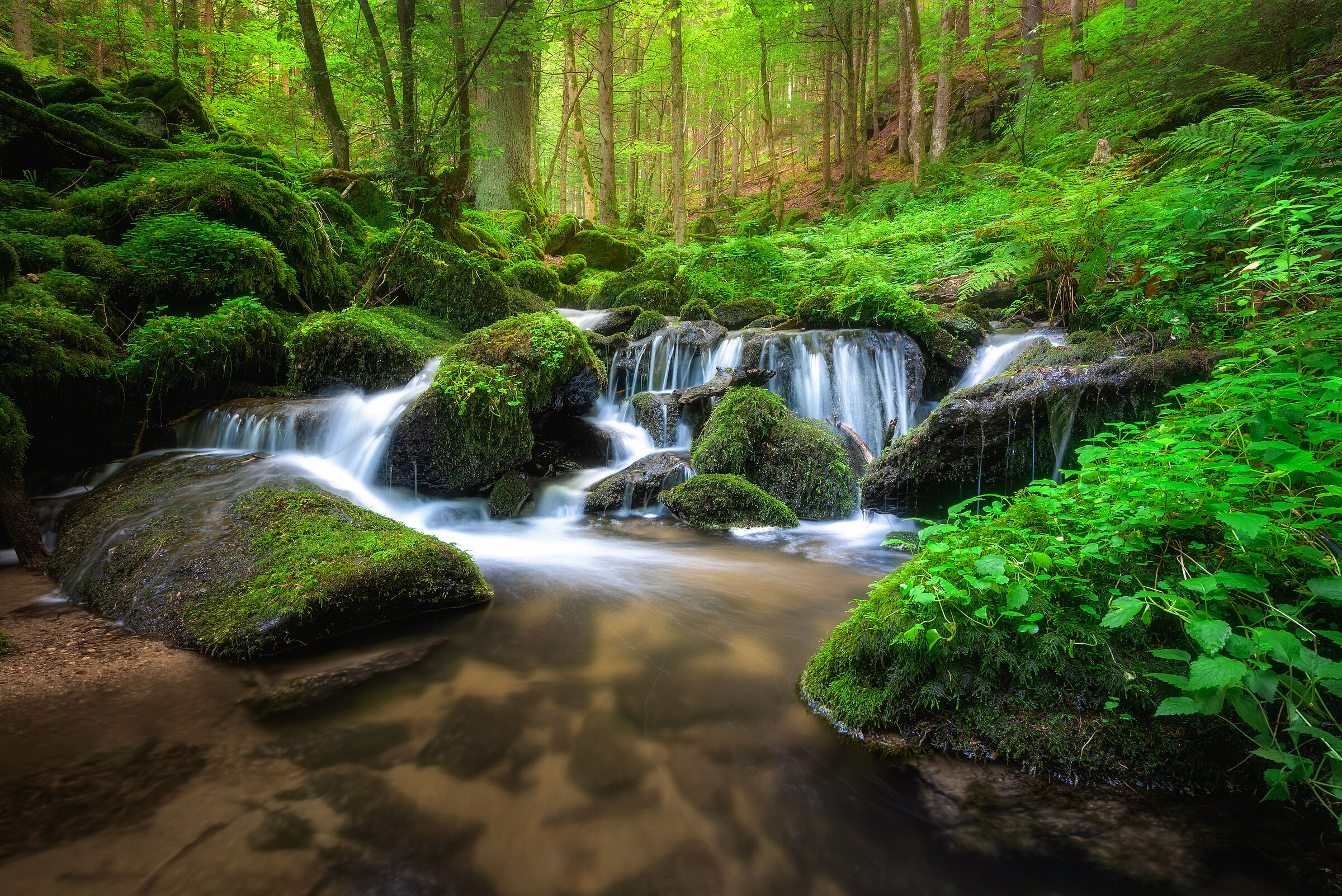 Ein Wasserfall im Wald, die Steine am Ufer sind dicht bemoost und das Wasser ist klar. Im Hintergrund ist ein junger Laubwald.