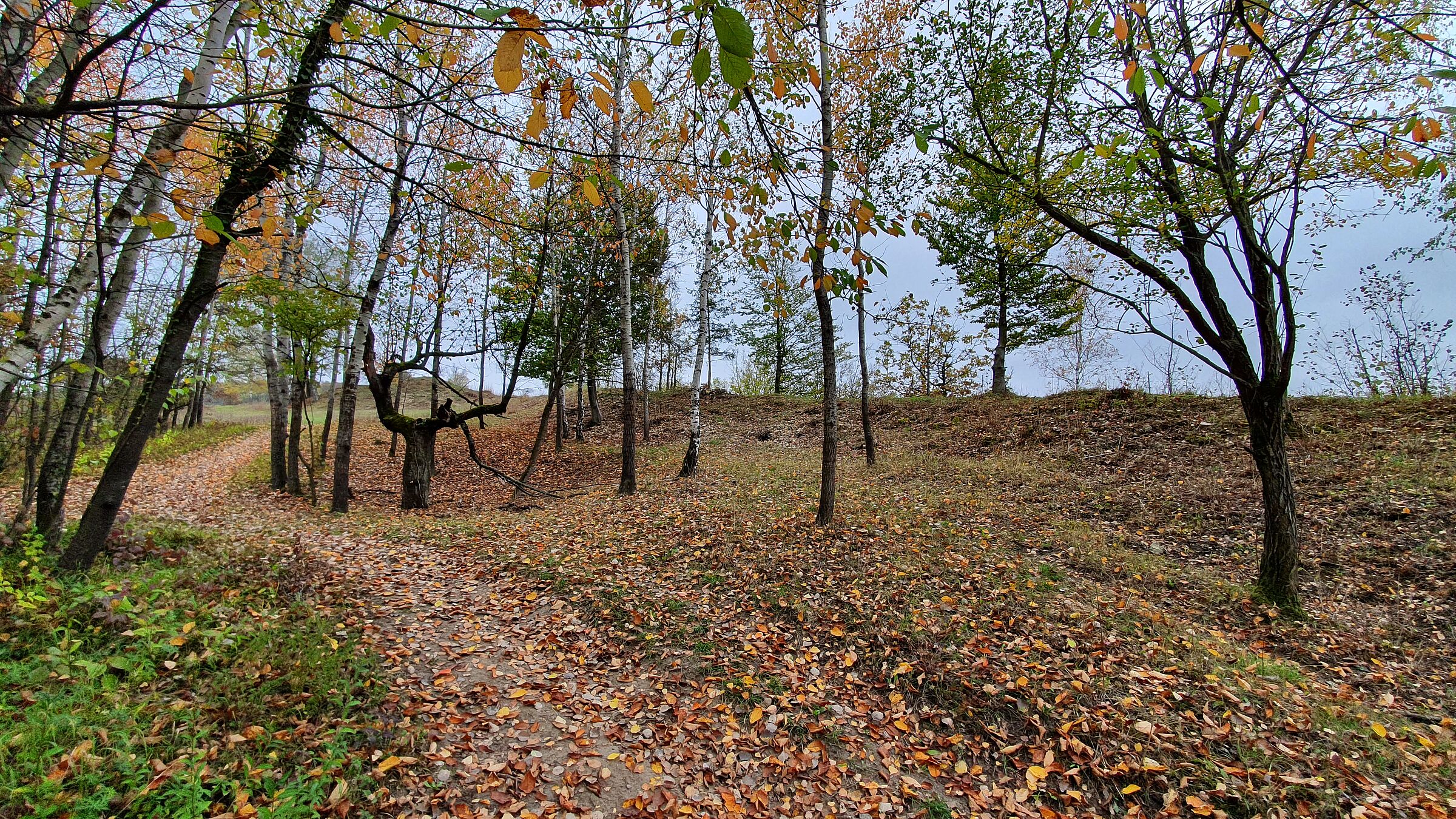 Blick in ein lichtes Waldstück: Auf der Benediktushöhe ist die Vegetation vielfältig. (Foto: Winfried Berner)