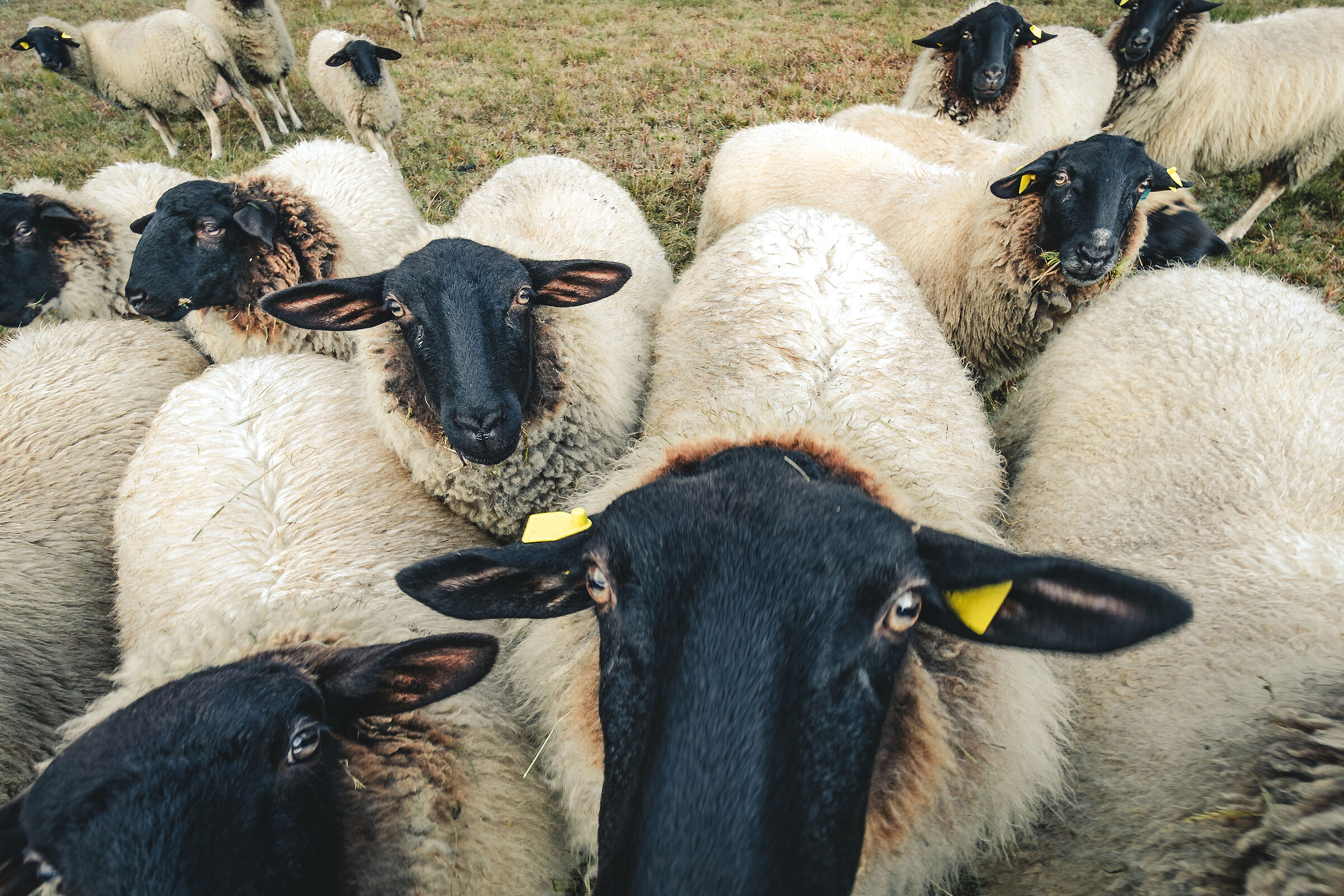 Eine Gruppe Schafe mit schwarzen Gesichtern, die in die Kamera schauen. (Foto: ferkelraggae/stock.adobe.com)