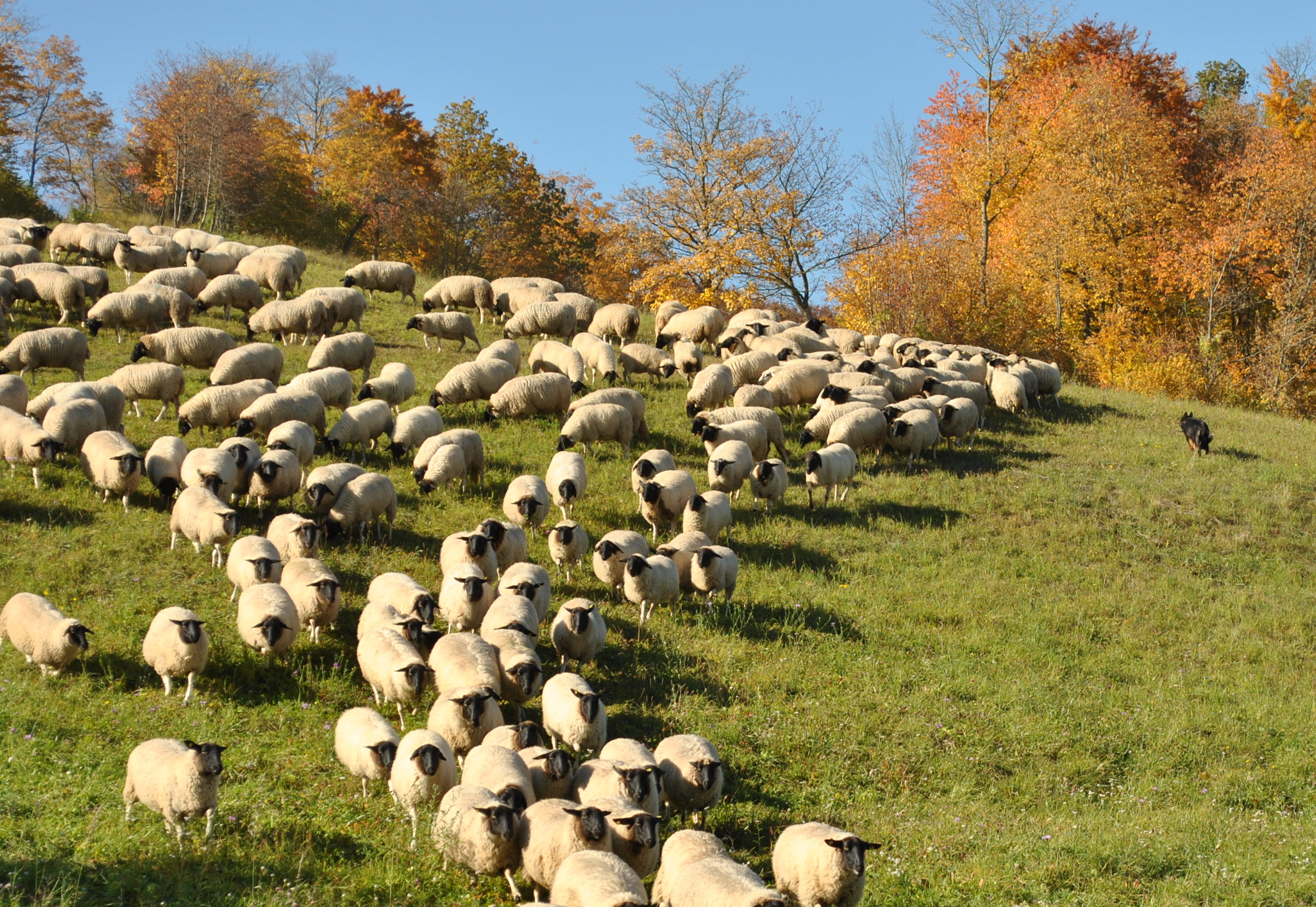 Schafe auf einer Weide: das Rhönschaf-Projekt ist ein großer Erfolg des BN (Foto: Vossenkaul)