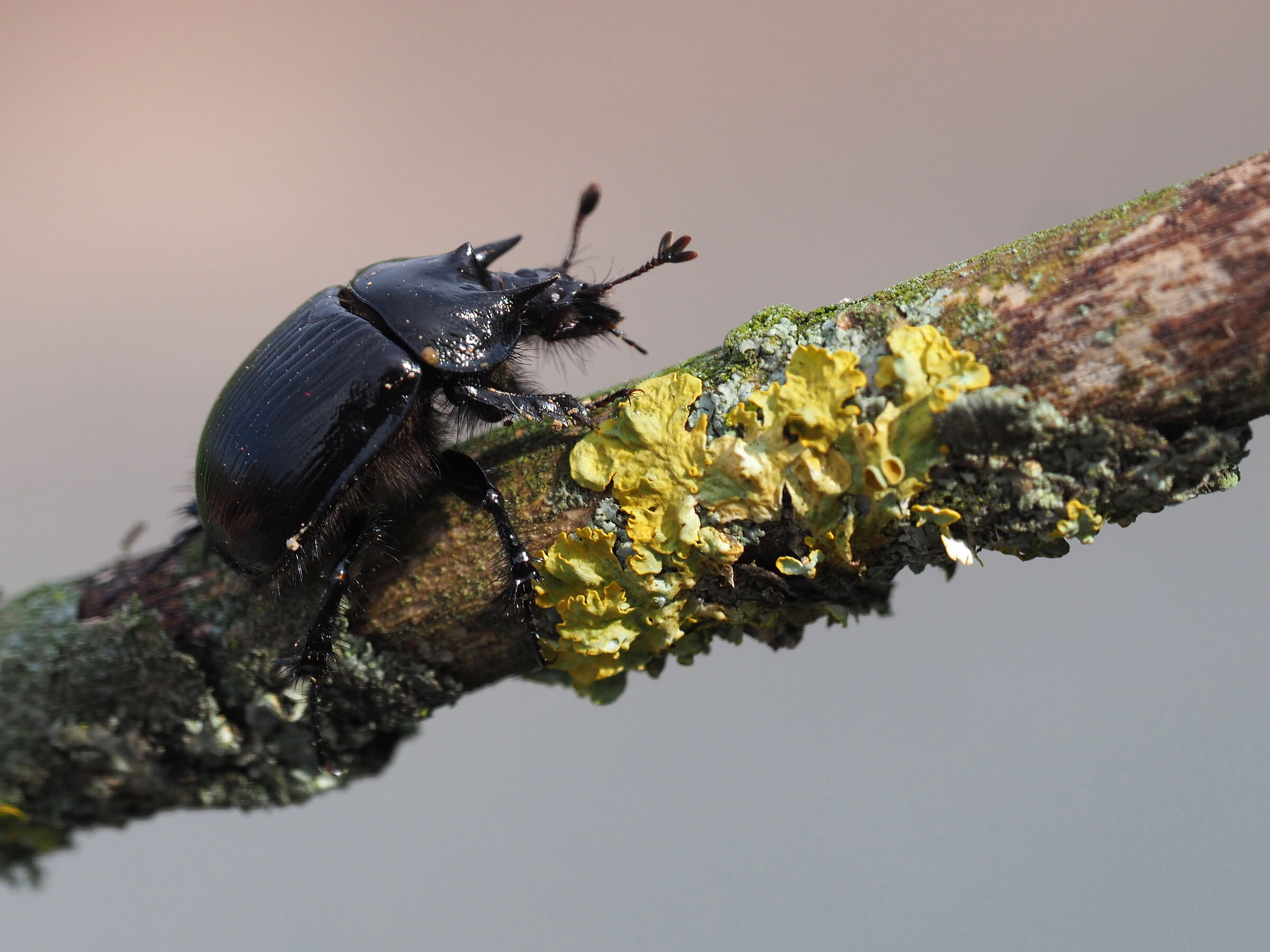 Kommt am Romberg vor: der seltene Stierkäfer (Foto: Jademacro/adobe.stock.com) Ein schwarz glänzender Käfer mit hornartig geformten Spitzen am Rücken sitzt auf einem flechtenbewachsenen Ast. (Foto: Jademacro/adobe.stock.com)