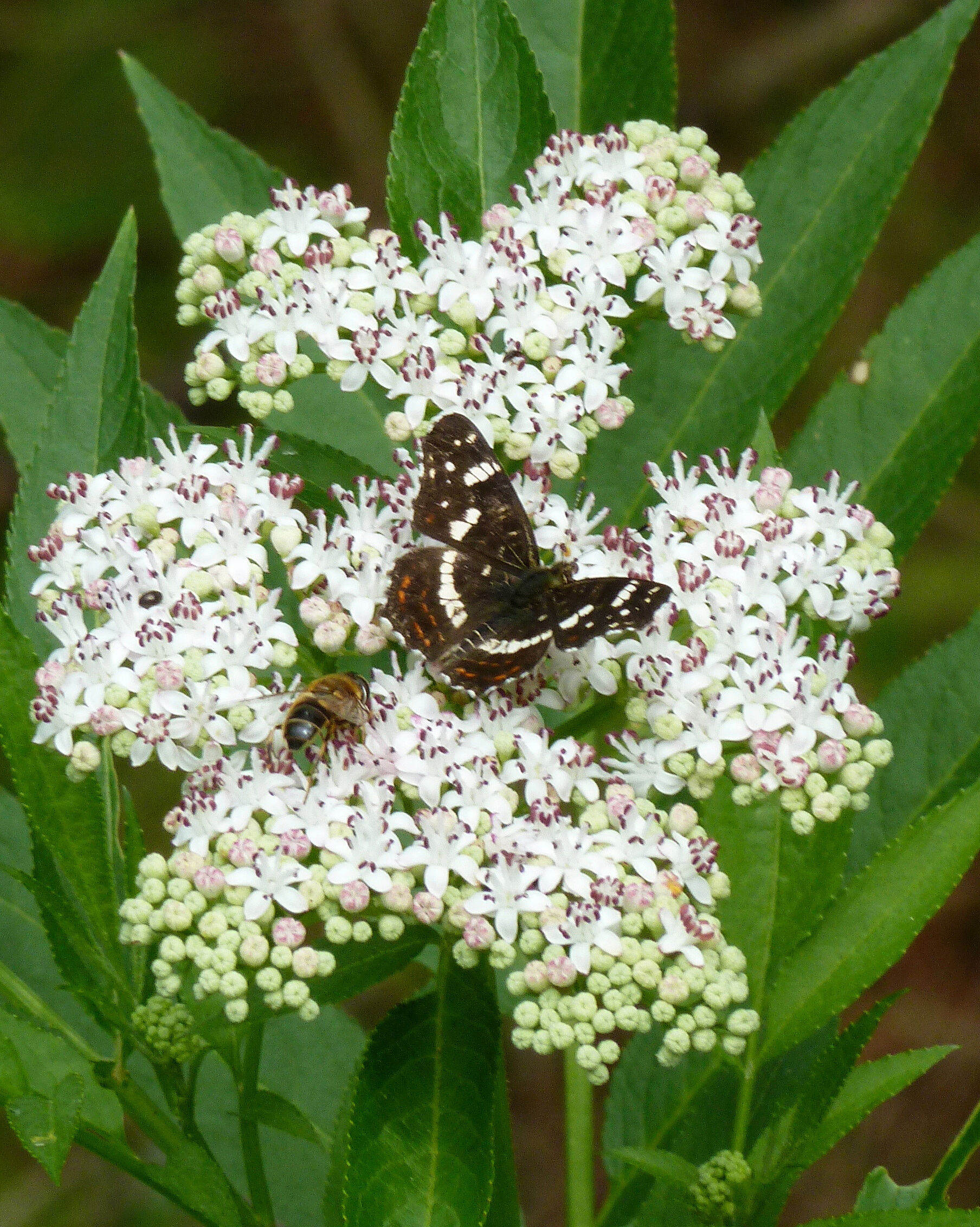 Natur im Rotmaintal: Ein Landkärtchen (Sommergeneration) und eine Biene auf einem Zwergholunder. (Foto: Winfried Berner)
