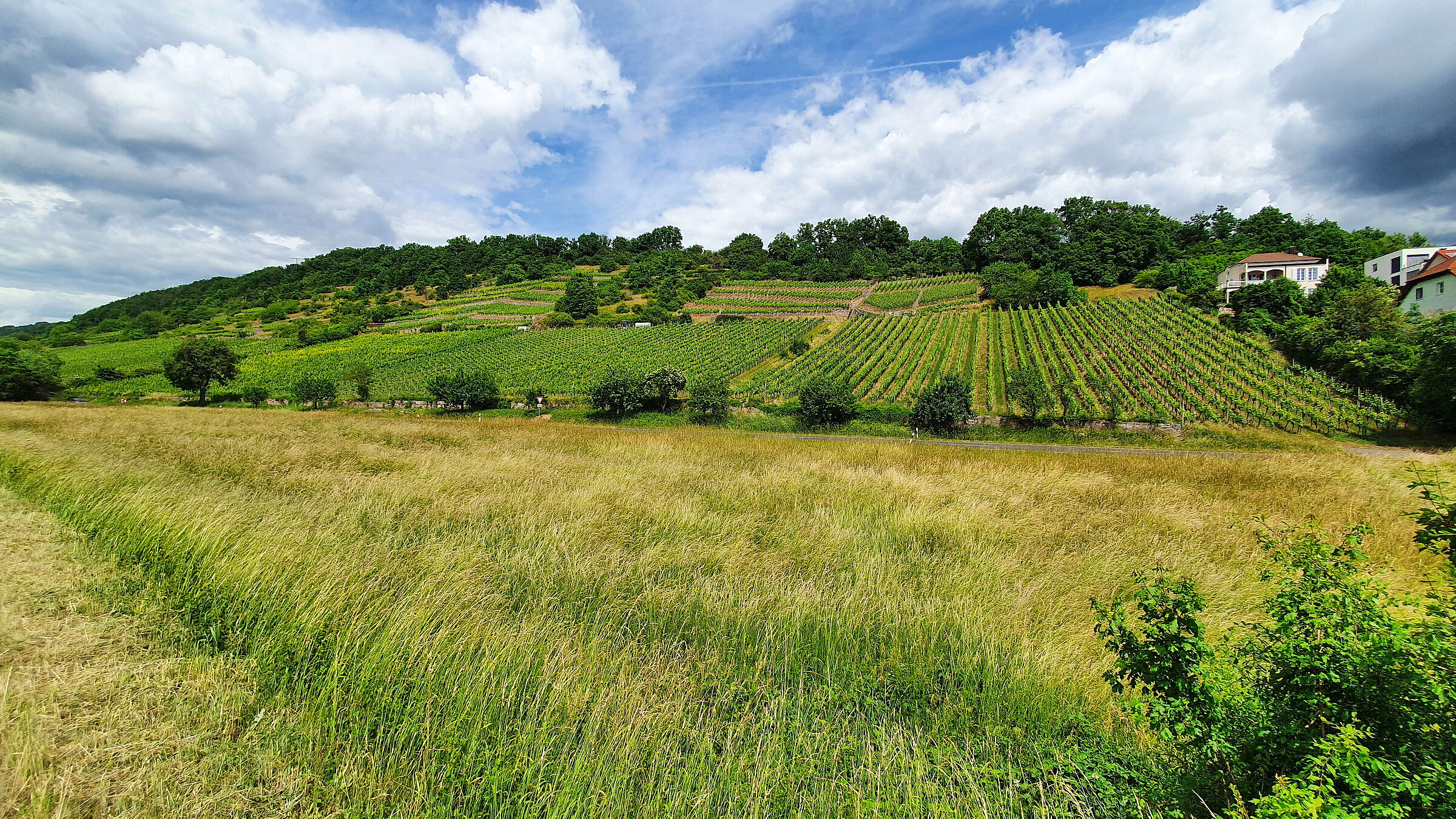 Steinbacher Pfaffenberg: Die benachbarten Weinberge sind maschinengerecht und bieten wenig Schutz vor Artenverlust und Erosion. (Foto: Winfried Berner)