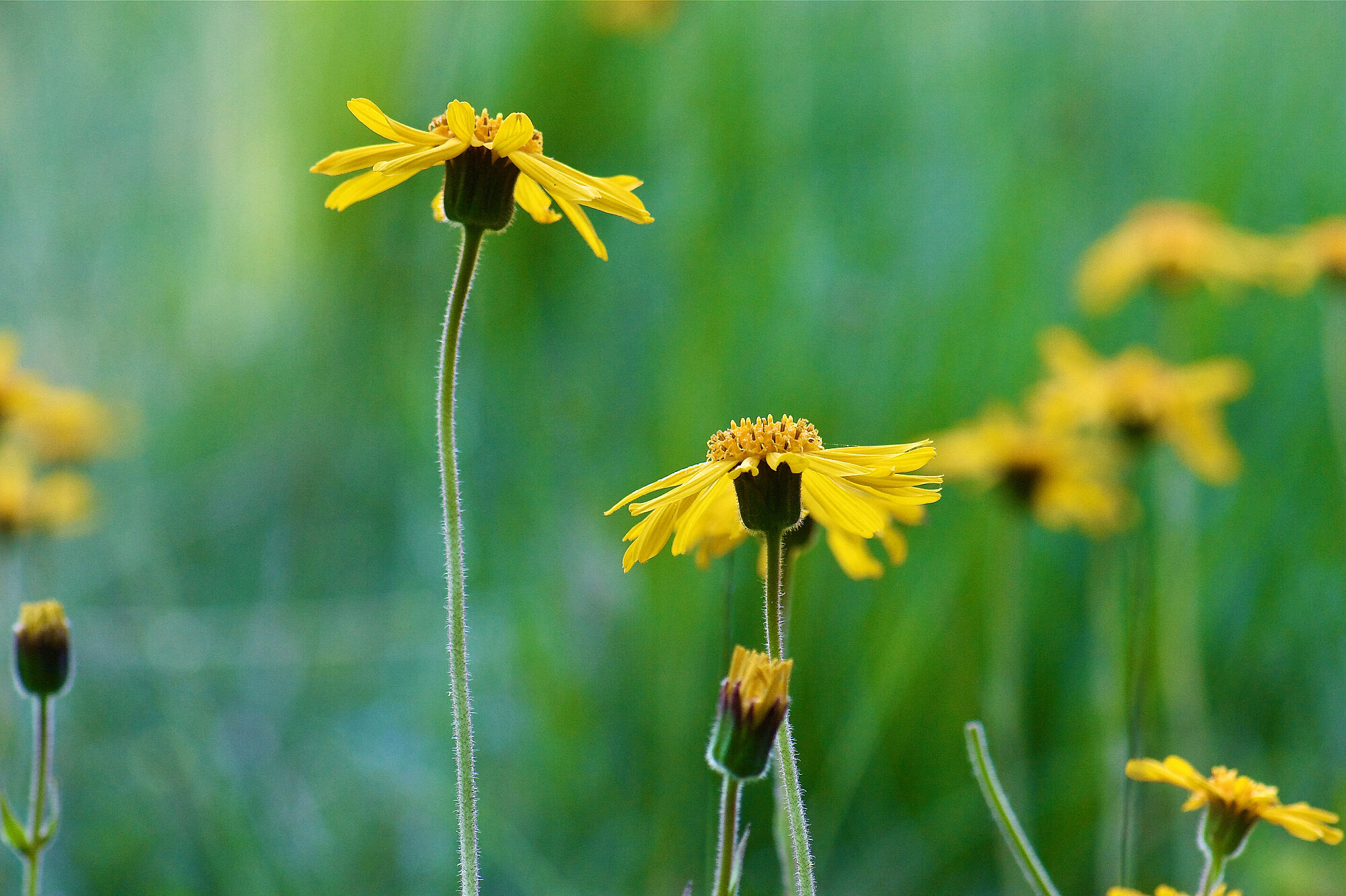 Gelbe Arnikablüten vor grünem Hintergrund