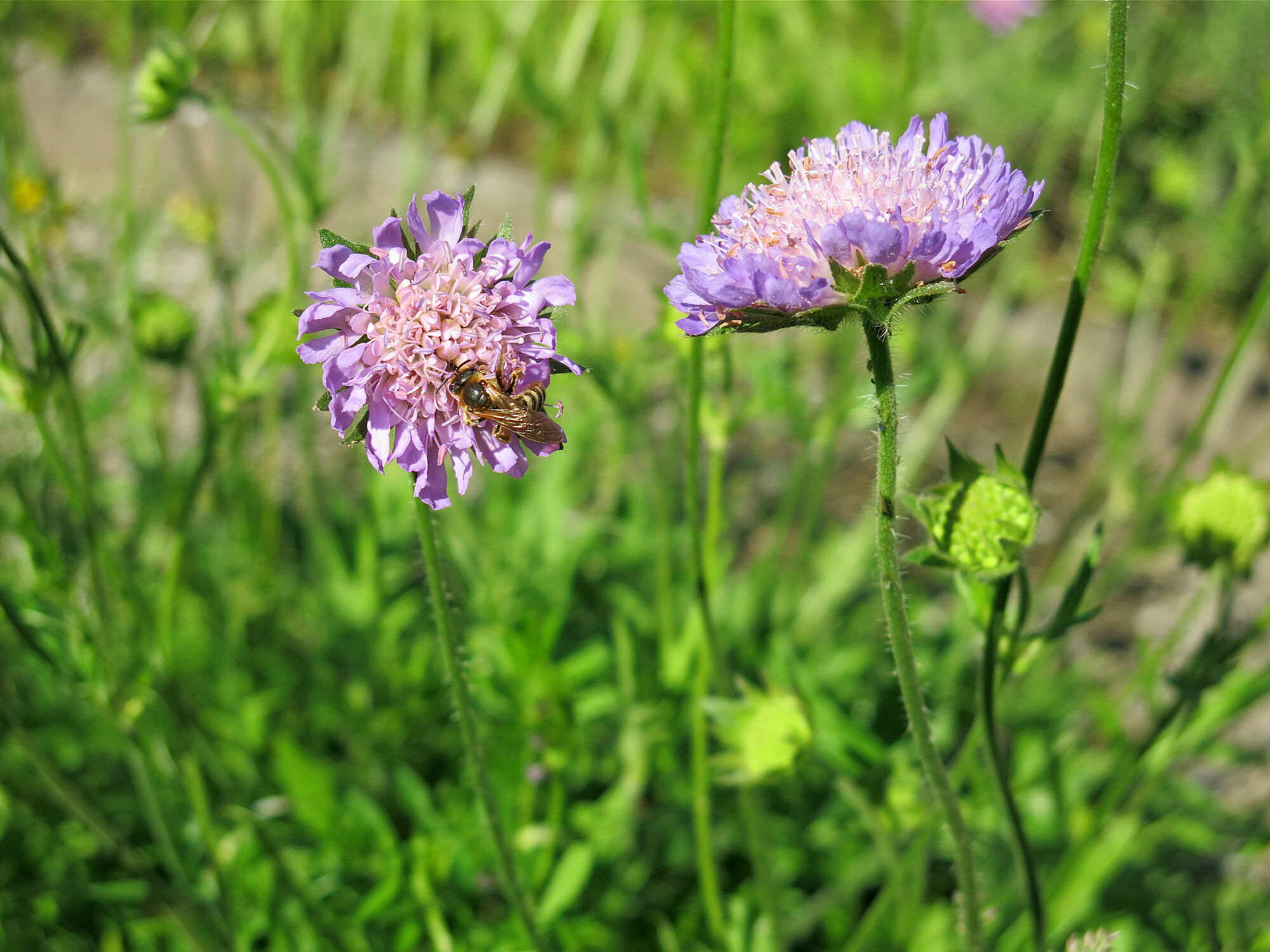 Die fliederfarbene Acker-Witwenblume blüht auf einer Wiese