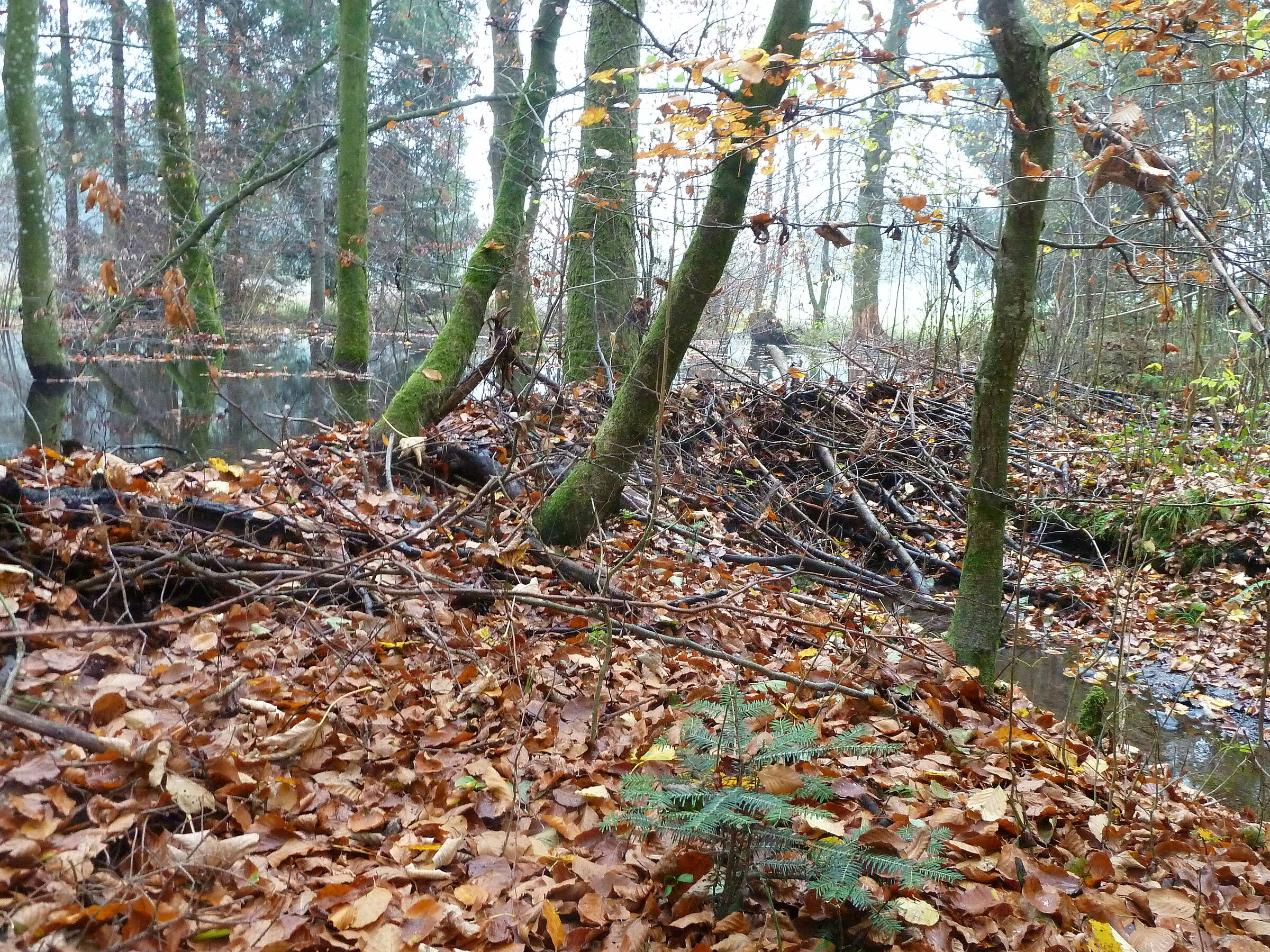 Der Biberdamm am Hiensdorfer Graben staut das Wasser bevor es in den Tüttensee fließt. (Bild: Winfried Berner)