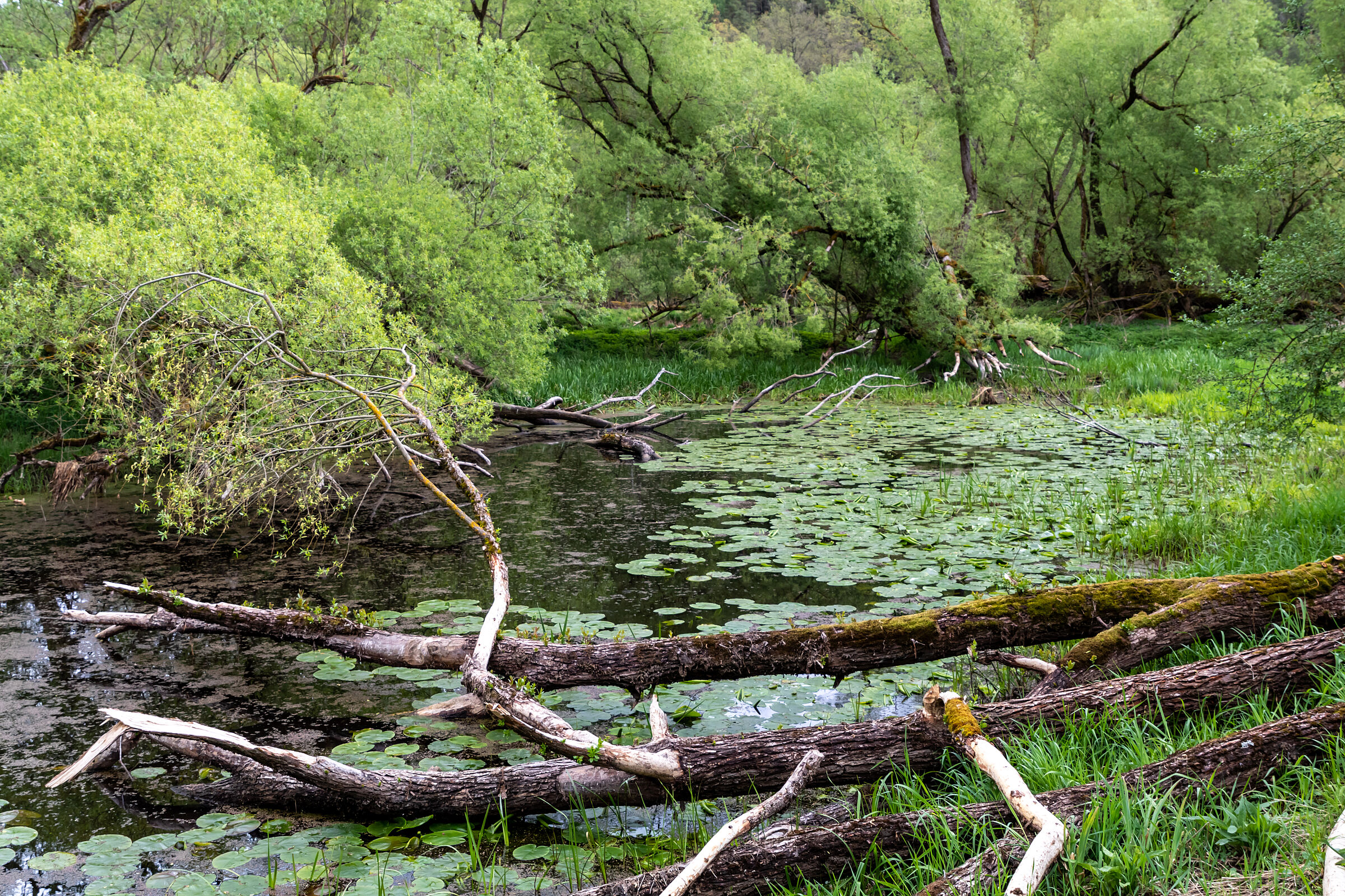 Blick auf ein ruhiges Altwasser, in das Totholz und lebendige Äste hineinragen und auf dessen Oberfläche Seerosenblätter schwimmen.