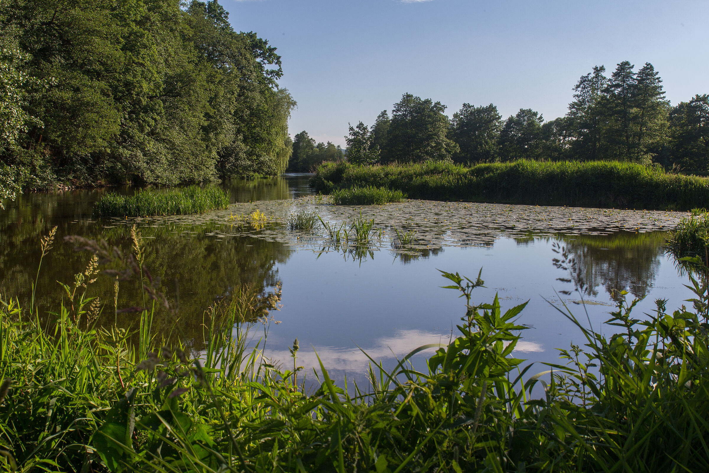 An der Waldnaab, wilde Kräuter rahmen sie im Vordergrund ein, rechts wird sie durch Seerosen und Schilf und links durch einen Baumstreifen eingerahmt.