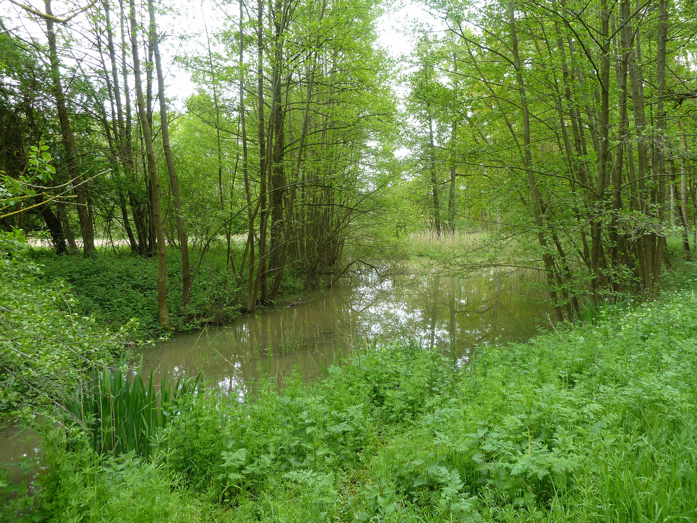 Ein kleines Gewässer, an den Rändern mit Bäumen bestanden